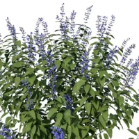 salvia-guaranitica-sauge-guarani-3D-global-plante-buisson-fleur-vegetaux-studio-l4m-lumion-fbx