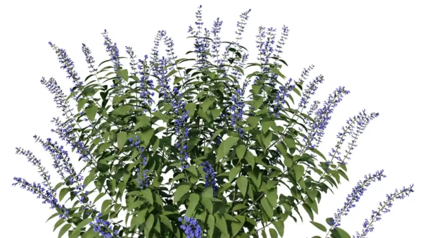 salvia-guaranitica-sauge-guarani-3D-global-plante-buisson-fleur-vegetaux-studio-l4m-lumion-fbx