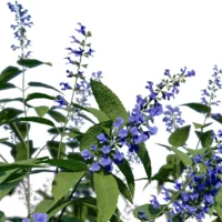 salvia-guaranitica-sauge-guarani-3D-tige-plante-buisson-fleur-vegetaux-studio-l4m-lumion-fbx