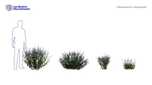 salvia-guaranitica-sauge-guarani-3D-variantes-plante-buisson-fleur-vegetaux-studio-l4m-lumion-fbx