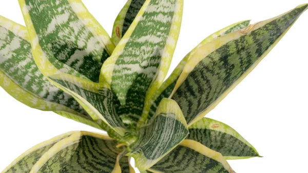 sanseviera-trifasciata-langue-de-belle-mére-3D-coeur-plante-tropical-vegetaux-studio-l4m-lumion-fbx