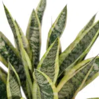 sanseviera-trifasciata-langue-de-belle-mére-3D-feuilles-plante-tropical-vegetaux-studio-l4m-lumion-fbx