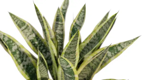 sanseviera-trifasciata-langue-de-belle-mére-3D-feuilles-plante-tropical-vegetaux-studio-l4m-lumion-fbx