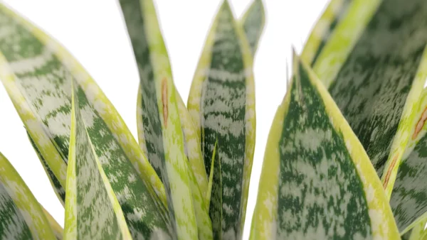 sanseviera-trifasciata-langue-de-belle-mére-3D-focus-plante-tropical-vegetaux-studio-l4m-lumion-fbx