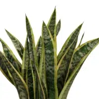 sanseviera-trifasciata-langue-de-belle-mére-3D-global-plante-tropical-vegetaux-studio-l4m-lumion-fbx