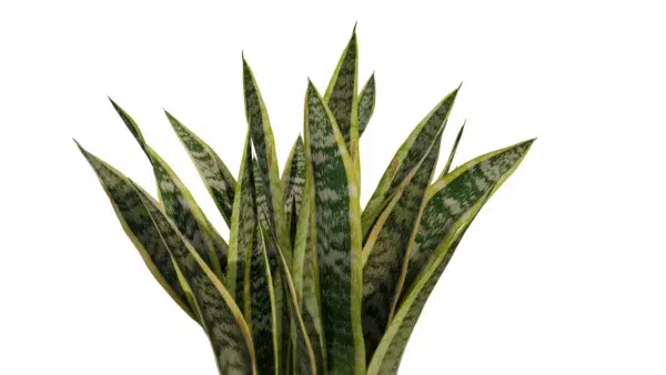 sanseviera-trifasciata-langue-de-belle-mére-3D-global-plante-tropical-vegetaux-studio-l4m-lumion-fbx