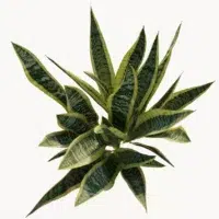sanseviera-trifasciata-langue-de-belle-mére-3D-top-plante-tropical-vegetaux-studio-l4m-lumion-fbx