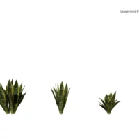 sanseviera-trifasciata-langue-de-belle-mére-3D-variantes-plante-tropical-vegetaux-studio-l4m-lumion-fbx