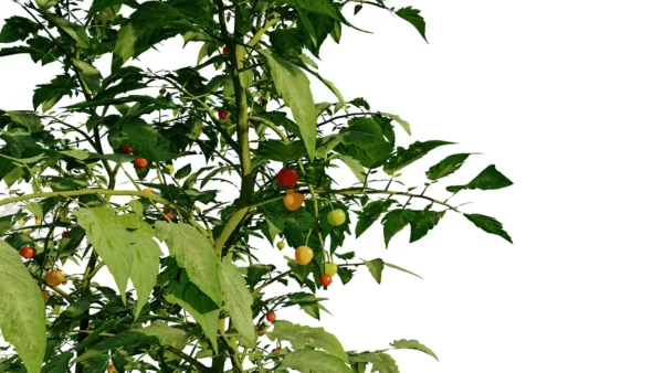 solanum-lycopersicum-tomate-3D-feuillage-plante-potager-fruit-legume-vegetaux-studio-l4m-lumion-fbx