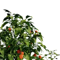 solanum-lycopersicum-tomate-3D-global-plante-potager-fruit-legume-vegetaux-studio-l4m-lumion-fbx