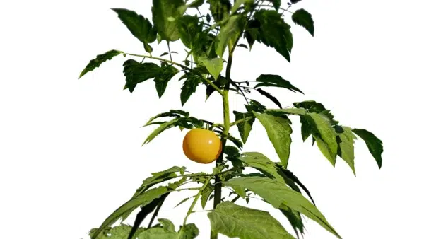 solanum-lycopersicum-tomate-3D-plant-plante-potager-fruit-legume-vegetaux-studio-l4m-lumion-fbx