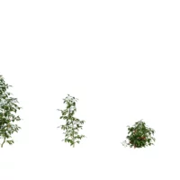 solanum-lycopersicum-tomate-3D-variantes-plante-potager-fruit-legume-vegetaux-studio-l4m-lumion-fbx