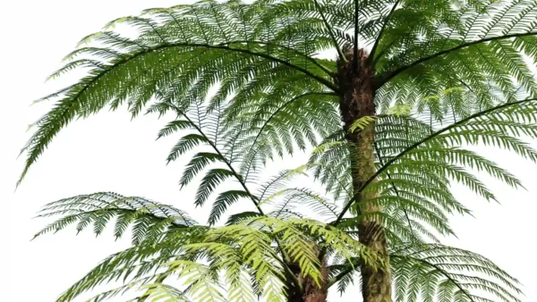 sphaeropteris-lepifera-abre-de-pot-de-brosse-3D-couronne-plante-arbre-tropical-vegetaux-studio-l4m-lumion-fbx