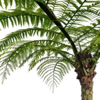 sphaeropteris-lepifera-abre-de-pot-de-brosse-3D-ecorce-plante-arbre-tropical-vegetaux-studio-l4m-lumion-fbx