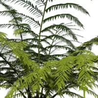 sphaeropteris-lepifera-abre-de-pot-de-brosse-3D-feuillage-plante-arbre-tropical-vegetaux-studio-l4m-lumion-fbx
