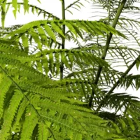 sphaeropteris-lepifera-abre-de-pot-de-brosse-3D-feuille-plante-arbre-tropical-vegetaux-studio-l4m-lumion-fbx