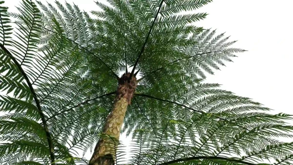 sphaeropteris-lepifera-abre-de-pot-de-brosse-3D-tronc-plante-arbre-tropical-vegetaux-studio-l4m-lumion-fbx