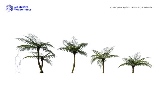 sphaeropteris-lepifera-abre-de-pot-de-brosse-3D-variantes-plante-arbre-tropical-vegetaux-studio-l4m-lumion-fbx