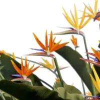 strelizia-reginae-oiseau-de-paradis-3D-branchage-plante-fleur-buisson-tropical-vegetaux-studio-l4m-lumion-fbx