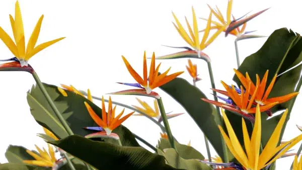 strelizia-reginae-oiseau-de-paradis-3D-branchage-plante-fleur-buisson-tropical-vegetaux-studio-l4m-lumion-fbx