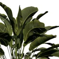 strelizia-reginae-oiseau-de-paradis-3D-feuillage-plante-fleur-buisson-tropical-vegetaux-studio-l4m-lumion-fbx
