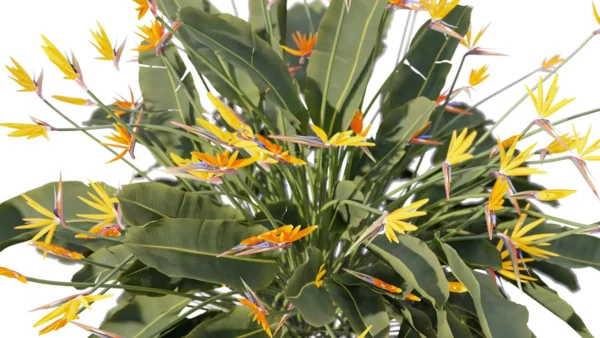 strelizia-reginae-oiseau-de-paradis-3D-global-plante-fleur-buisson-tropical-vegetaux-studio-l4m-lumion-fbx