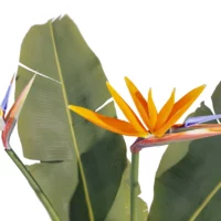 sphaeropteris-lepifera-abre-de-pot-de-brosse-3D-ecorce-plante-arbre-tropical-vegetaux-studio-l4m-lumion-fbx