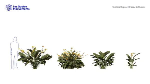 strelizia-reginae-oiseau-de-paradis-3D-variantes-plante-fleur-buisson-tropical-vegetaux-studio-l4m-lumion-fbx
