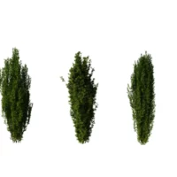 taxus-baccata-if-a-baies-3D-variantes-plante-arbre-ornemental-fastigié-jardin-vegetaux-studio-l4m-lumion-fbx