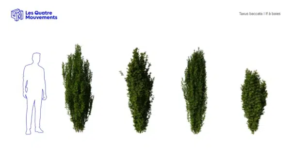 taxus-baccata-if-a-baies-3D-variantes-plante-arbre-ornemental-fastigié-jardin-vegetaux-studio-l4m-lumion-fbx
