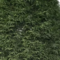 taxus-baccata-if-commun-3D-feuillage-plante-arbre-ornemental-taille-jardin-vegetaux-studio-l4m-lumion-fbx