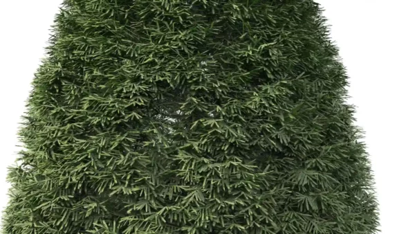 taxus-baccata-if-commun-3D-feuillage-plante-arbre-ornemental-taille-jardin-vegetaux-studio-l4m-lumion-fbx