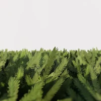 taxus-baccata-if-commun-3D-feuilles-plante-arbre-ornemental-taille-jardin-vegetaux-studio-l4m-lumion-fbx