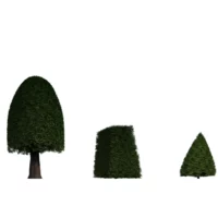 taxus-baccata-if-commun-3D-variantes-plante-arbre-ornemental-taille-jardin-vegetaux-studio-l4m-lumion-fbx