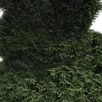 taxus-baccata-if-europeen-3D-spirale-plante-arbre-ornemental-fastigié-taillé-jardin-vegetaux-studio-l4m-lumion-fbx
