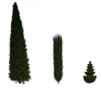 taxus-baccata-if-europeen-3D-variantes-plante-arbre-ornemental-fastigié-taillé-jardin-vegetaux-studio-l4m-lumion-fbx