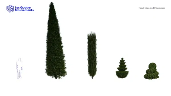 taxus-baccata-if-europeen-3D-variantes-plante-arbre-ornemental-fastigié-taillé-jardin-vegetaux-studio-l4m-lumion-fbx