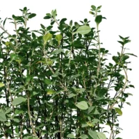 thymus-mongolicus-thym-de-mongolie-3D-branche-plante-buisson-vegetaux-studio-l4m-lumion-fbx