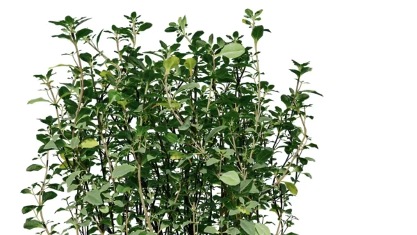 thymus-mongolicus-thym-de-mongolie-3D-branche-plante-buisson-vegetaux-studio-l4m-lumion-fbx