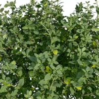 thymus-mongolicus-thym-de-mongolie-3D-feuillage-plante-buisson-vegetaux-studio-l4m-lumion-fbx