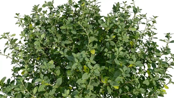 thymus-mongolicus-thym-de-mongolie-3D-feuillage-plante-buisson-vegetaux-studio-l4m-lumion-fbx