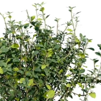 thymus-mongolicus-thym-de-mongolie-3D-feuilles-plante-buisson-vegetaux-studio-l4m-lumion-fbx