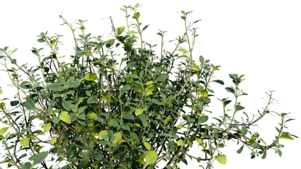 thymus-mongolicus-thym-de-mongolie-3D-feuilles-plante-buisson-vegetaux-studio-l4m-lumion-fbx