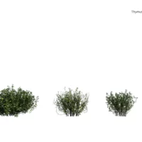 thymus-mongolicus-thym-de-mongolie-3D-variantes-plante-buisson-vegetaux-studio-l4m-lumion-fbx