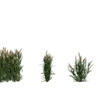 triticum-ble-3D-variantes-plante-champ-céréale-herbe-vegetaux-studio-l4m-lumion-fbx