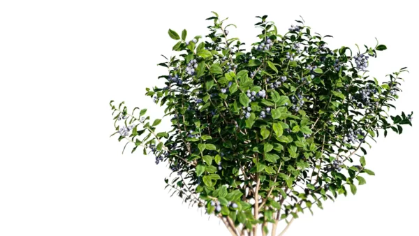 vaccinium-myrtillus-myrtille-des-bois-3D-global-plante-buisson-arbuste-vegetaux-studio-l4m-lumion-fbx