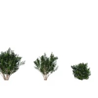 vaccinium-myrtillus-myrtille-des-bois-3D-variantes-plante-buisson-arbuste-vegetaux-studio-l4m-lumion-fbx