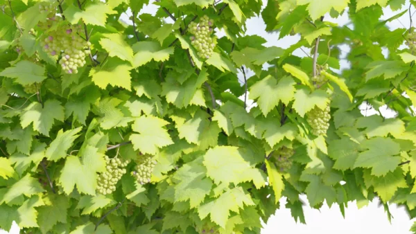 vitis-vinifera-vigne-3D-feuillage-plante-raisin-arbuste-vegetaux-studio-l4m-lumion-fbx
