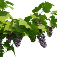 vitis-vinifera-vigne-3D-fruit-noir-plante-raisin-arbuste-vegetaux-studio-l4m-lumion-fbx