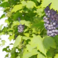 vitis-vinifera-vigne-3D-grappe-plante-raisin-arbuste-vegetaux-studio-l4m-lumion-fbx